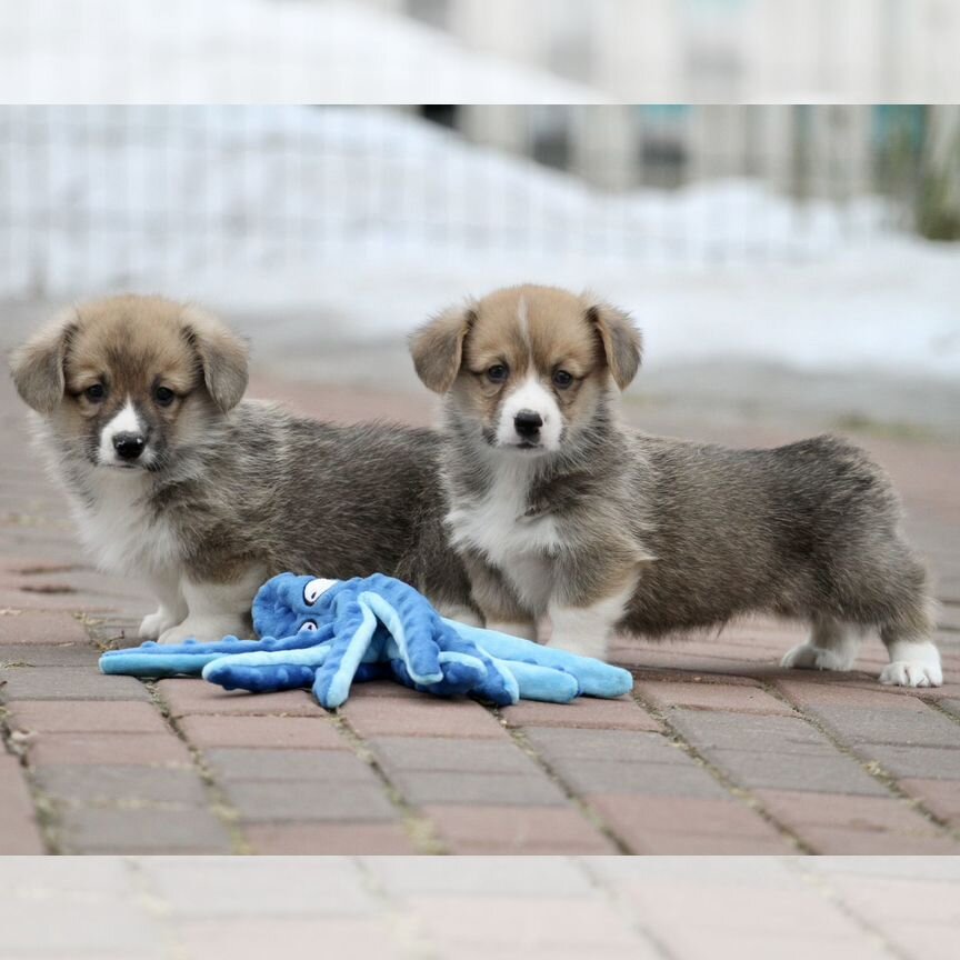 Щенки вельш корги пемброк