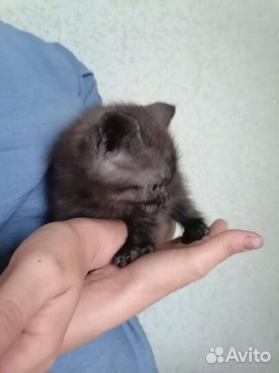 Котенок в добрые руки