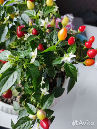 Перец декоративный комнатный