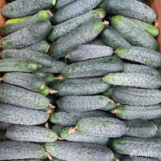 Огурцы свежие оптом домашнии