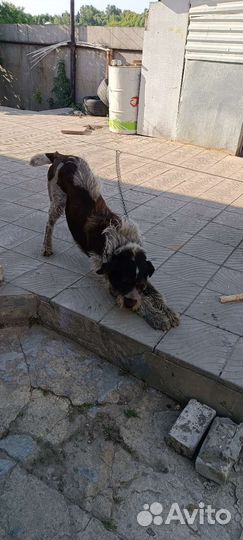 Случка собак