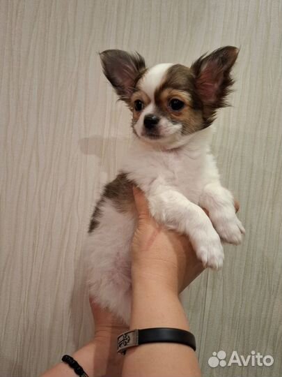 Щенки чихуахуа