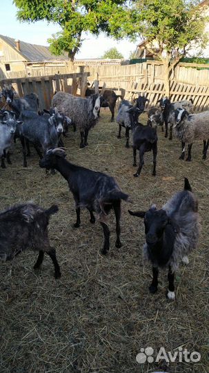 Овцы бараны