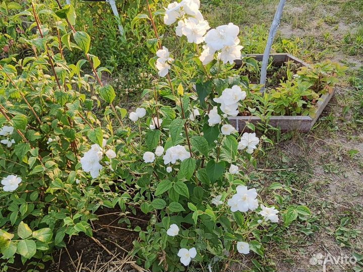 Многолетние садовые растения