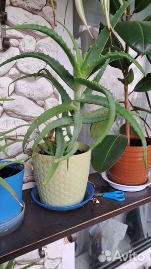 Алоэ и фикус