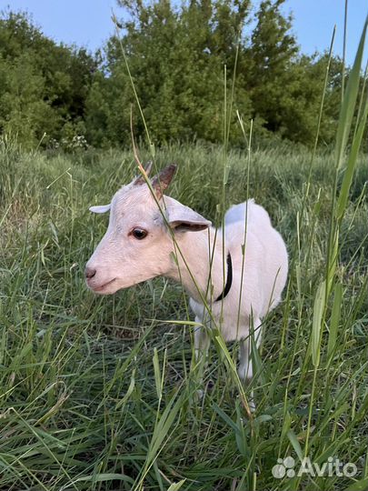 Нубийские козы