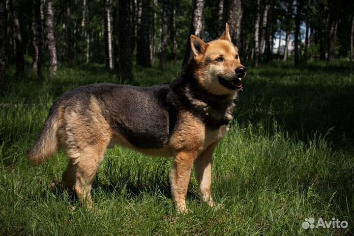 Брошенный пёс ищет семью