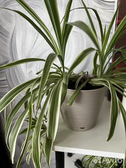 Хлорофитум лаксум