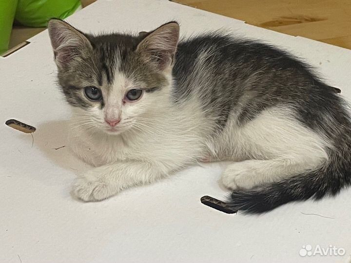 Котята в добрые руки, дата рождения 29.03