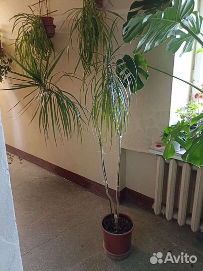Пальма драцена