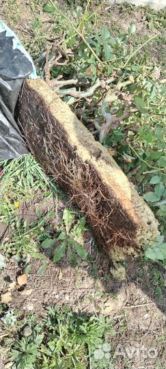 Растения для сада