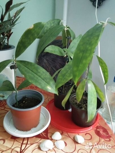 Драцена суркулоза