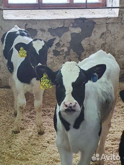 Бычки телята
