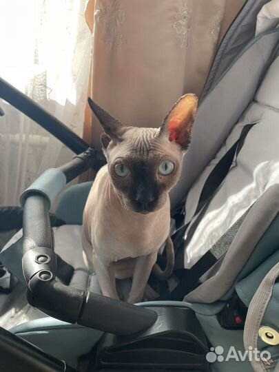 Канадский сфинкс