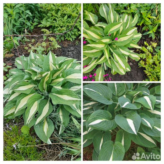 Продам хосты в горшках