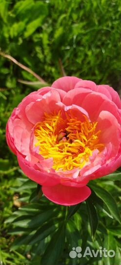 Деленка пиона Корал Суприм