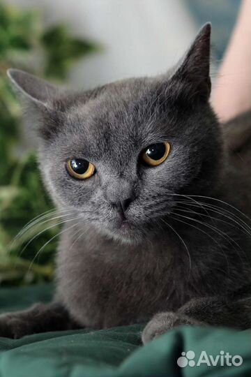 Котик ищет себе семью