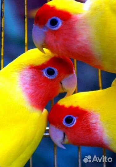 Неразлучники птенцы