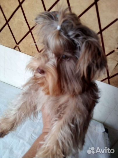 Йоркширский терьер