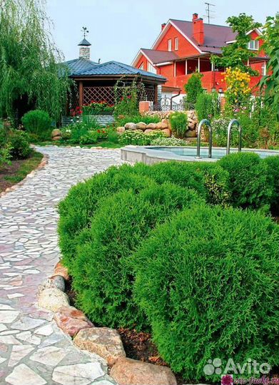 Туи брабант