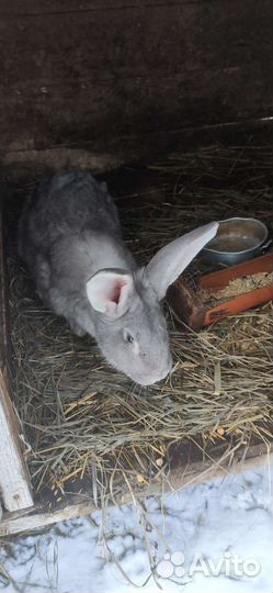 Кролики разных пород