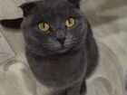 Британский вислоухий кот потерялся объявление продам