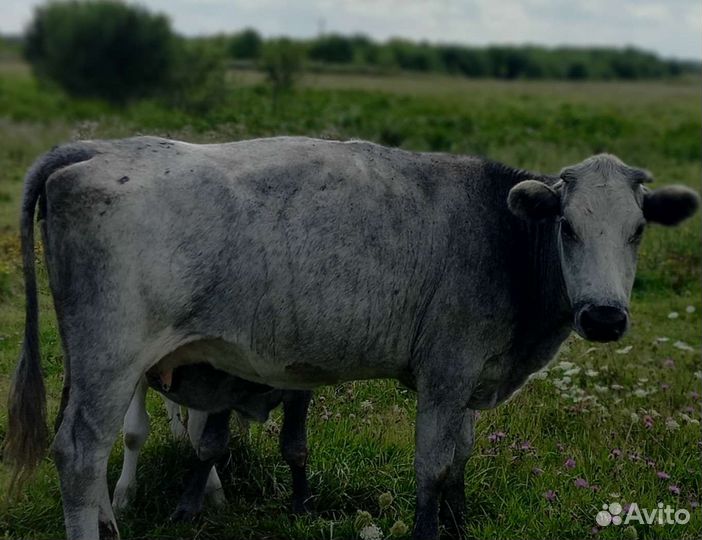 Корова, тёлочка