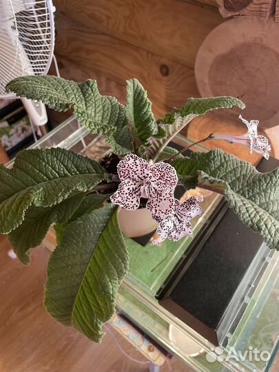 Стрептокарпус Мехенди