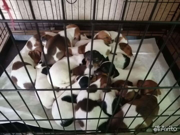 Щенки джек Рассел терьер