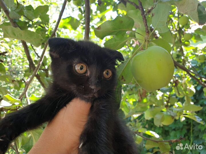 Милый котёнок Июлька ищет дом