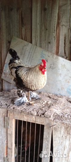 Петухи Брама