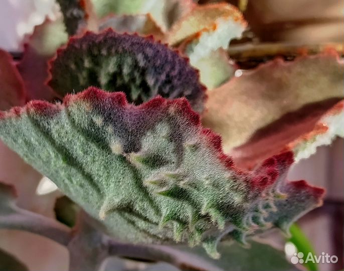 Редкие каланхоэ, алое