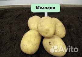 Мелодия - семенной картофель почтой