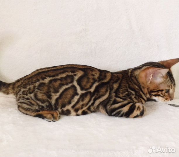 Бенгальская кошечка