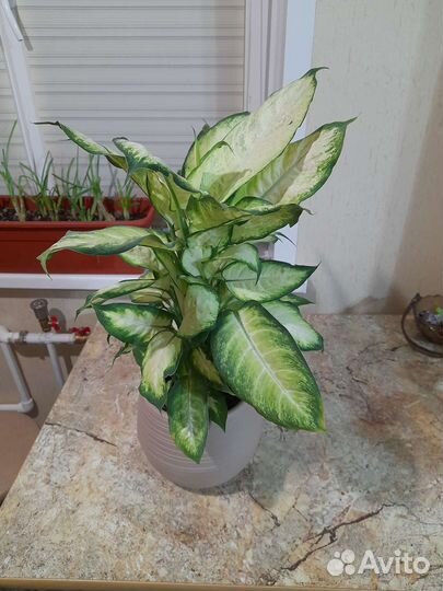 Диффенбахия