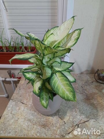 Диффенбахия