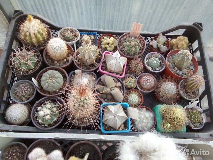 Кактусы и суккуленты