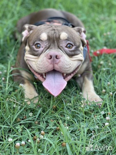 Американский булли