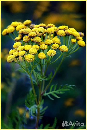 Зелень для засолки. Лечебные травы. Травяной сбор