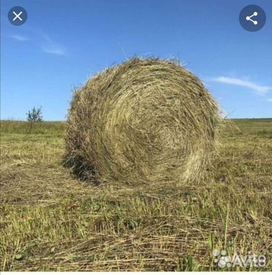 Продам сено в рулонах