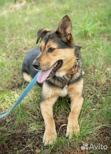 Умная собака ждёт в приюте хозяина