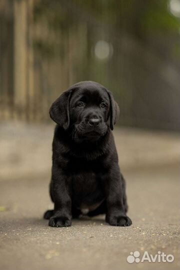 Щенки лабрадора в питомнике РКФ