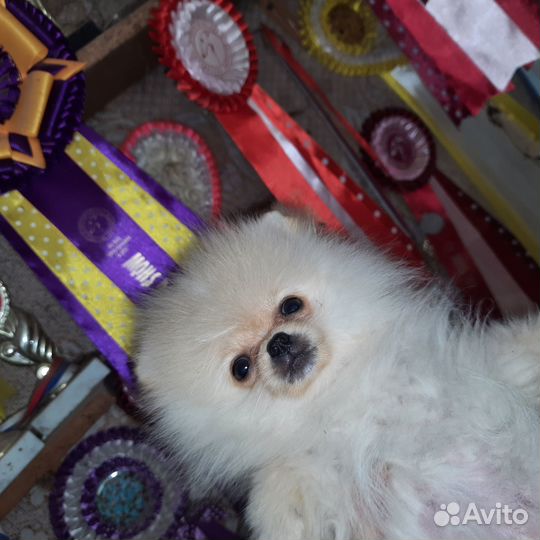 Мишка-померанец