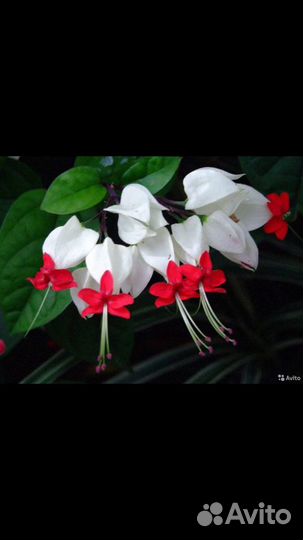 Клеродендрум томпсон