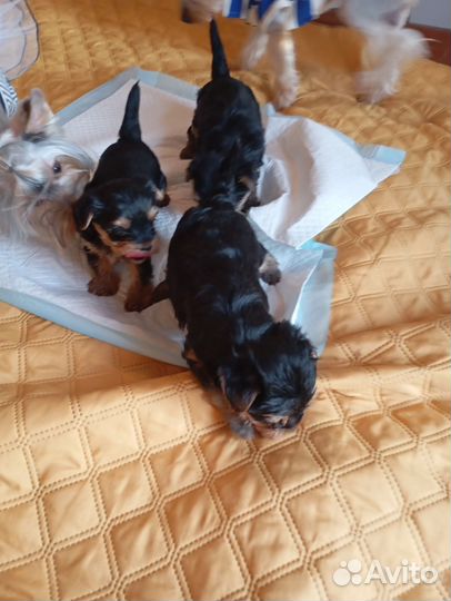 Йоркширский терьер щенки стандарт