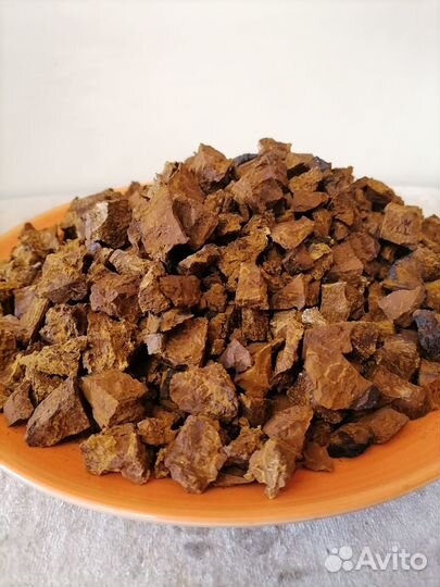 Березовый гриб чага