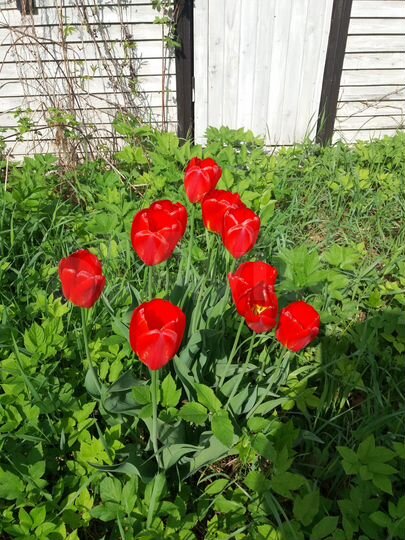 Участок 16 сот. (ИЖС)