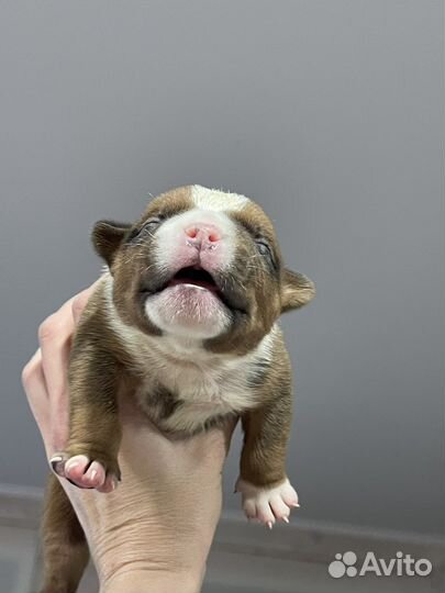 Американский булли