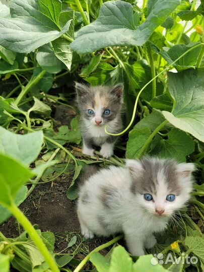 Котята в добрые руки бесплатно
