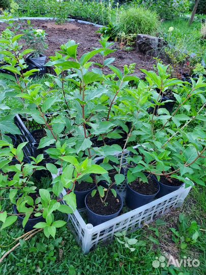 Гортензия Полярный медведь. 1 литр